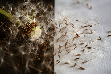 Close up of a dandelion seedhead, partially blown by the wind on light and black background