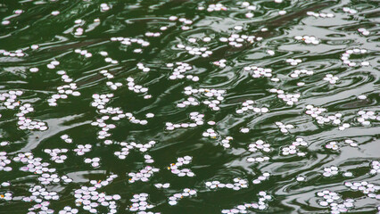 桜と波紋