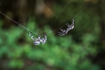 Two garden spiders fighting on the web