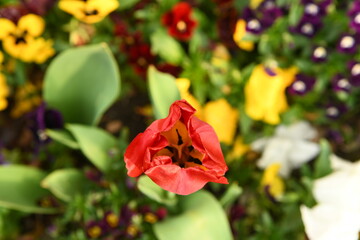Magnifiques fleures colorées dans un parc