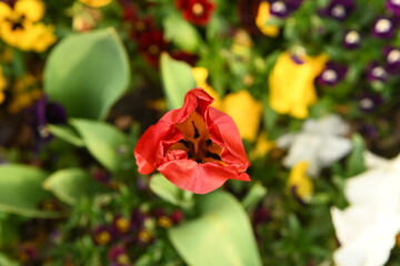 Magnifiques fleures colorées dans un parc