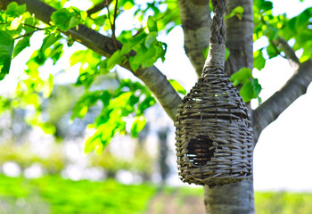 Fototapeta premium Nido per uccelli da giardino durante la primavera. casetta per uccellini 