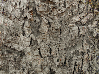 old dry tree brown bark background and tree bark wooden texture, close up of the tree bark