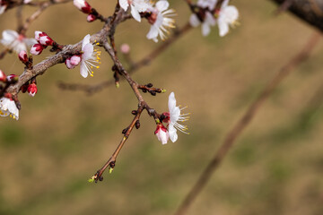 blooming tree