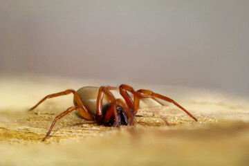 Nahaufnahme einer Sechsaugenspinne. Sie ist eine Familie der Echten Webspinnen.

