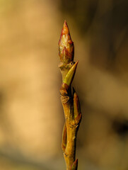 Eine Nahaufnahme eines Sproßes eines Baumes im Frühjahr.