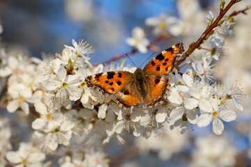 Der kleine Fuchs Schmetterling auf den Blüten eines Obstbaumes. 
