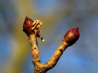 Eine Nahaufnahme eines Sproßes eines Baumes im Frühjahr.