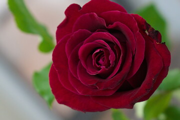 red rose closeup