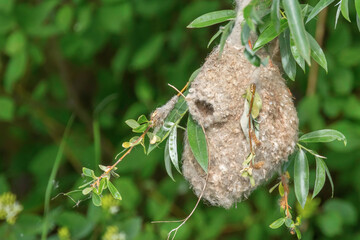 Eurasian Penduline Tit Nest (Remiz pendulinus)