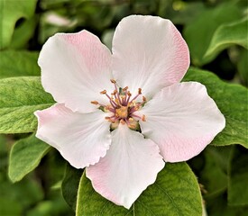 Obraz premium apple flower