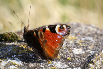 Nahaufnahme eines Tagpfauenauge. Schöner Schmetterling Deutschlands.
