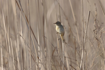 Acrocephalus schoenobaenus Sedge Warbler perching on reed, singing or in flight