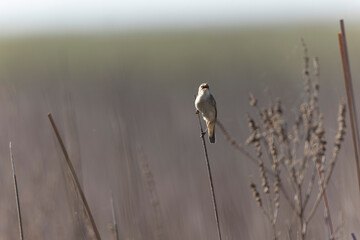 Acrocephalus schoenobaenus Sedge Warbler perching on reed, singing or in flight