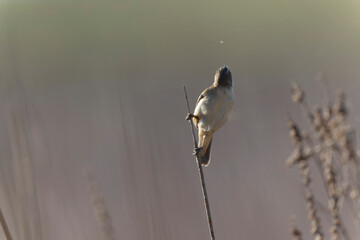 Acrocephalus schoenobaenus Sedge Warbler perching on reed, singing or in flight