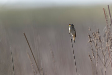 Acrocephalus schoenobaenus Sedge Warbler perching on reed, singing or in flight