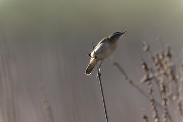 Obraz premium Acrocephalus schoenobaenus Sedge Warbler perching on reed, singing or in flight