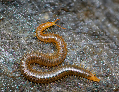 Eine Nahaufnahme eines Bodentausendf&uuml;&szlig;ler, Geophilus carpophagus.
