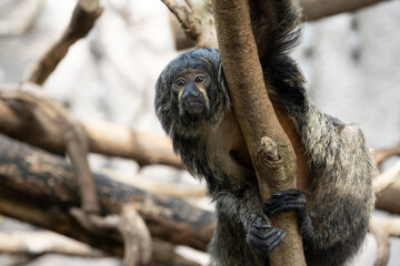 Obraz premium exotic animal on the tree