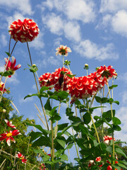Autumn pink flowers landscape. Beautiful fuchsia daisy flower on blue sky background. Bouquet of pink dahlia. Chrysanthemum on the meadow. Field of autumn daisy. Garden background. 