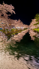 弘前城　夜桜　絶景　花筏