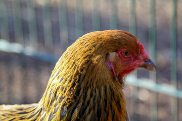 Portrait eines Huhn, Hahns auf dem Bauernhof.
