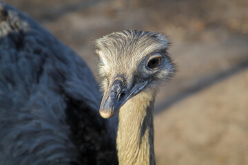 Portrait eines Nandu, eines Flugunfähigen Vogels.
