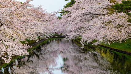 弘前城　桜　満開　絶景