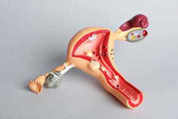 Model of female reproductive system on grey background. Gynecological care