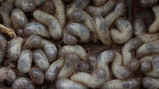Top Shot of cockchafer grubs