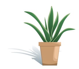 Potted houseplant sansevieria vector illustration. Succulent in flat modern style. Isolated on white background