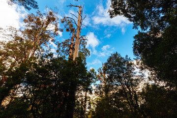 Fototapeta premium Rainforest Gallery Warburton in Victoria Australia