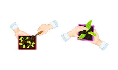 Hands taking care of green sprout in pot, view from above. Organic agriculture, environment protection vector illustration
