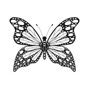 Butterfly insect. Butterfly black and white color. Vector illustration isolated on white.