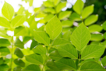 Fototapeta na wymiar Green leaves wallpaper