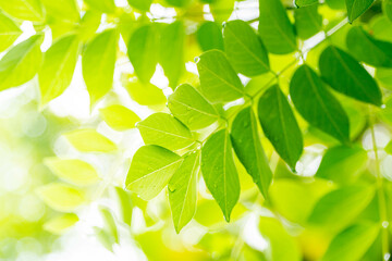 Fototapeta na wymiar Green leaves wallpaper