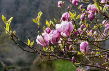 Fototapeta premium Magnolia tree in full blossom