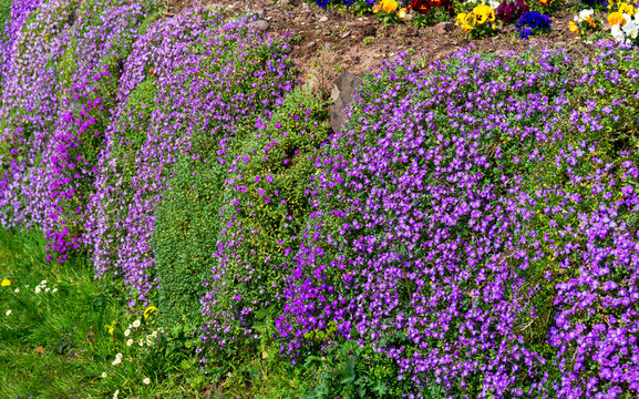 Purple Aubrieta flowers growing on a wall