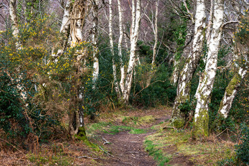 Silver Birch trees lining the pathway