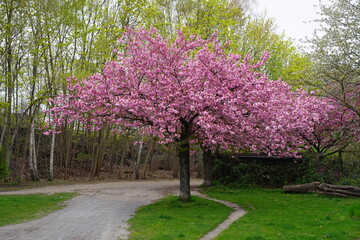 Obraz premium Kirschblüte in der Wollankstraße in Berlin