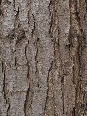 tree bark texture close up, cracks