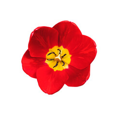 red opened tulip closeup isolated on white