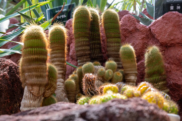 植物園の珍しいサボテン