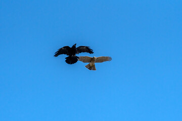 Sparrowhawk (Accipiter nisus) a bird of prey raptor in flight attacking a jackdaw crow (Corvus monedula) with a blue sky, stock photo image
