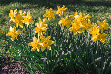 Obraz premium Daffodil bushes. Beautiful flowers of daffodils narcissus , grass, garden, nature, spring, close-up, field