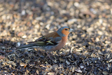 portrait of a chaffinch