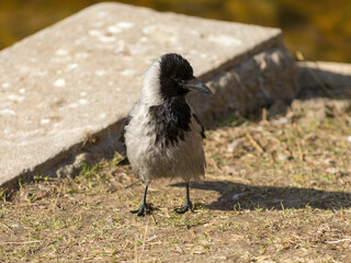 gray crow on the ground