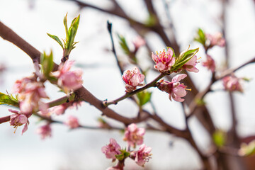 Fototapeta na wymiar Peach tree branch with pink blossom and young leaves. Blooming peach tree. Little pink flowers on the branch of peach tree in the garden