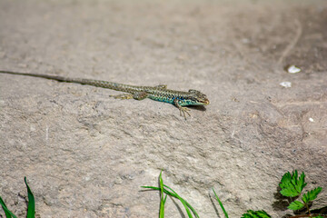 Stone lizard Darevskia raddei. A reptile with unique colors sits on a stone