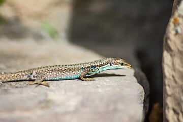 Stone lizard Darevskia raddei. A reptile with unique colors sits on a stone
